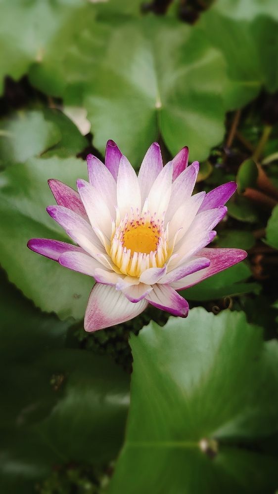 Фотография автора Анна Морозова