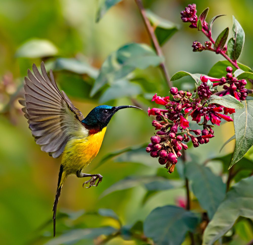 Photograph by Angshuman Mitra