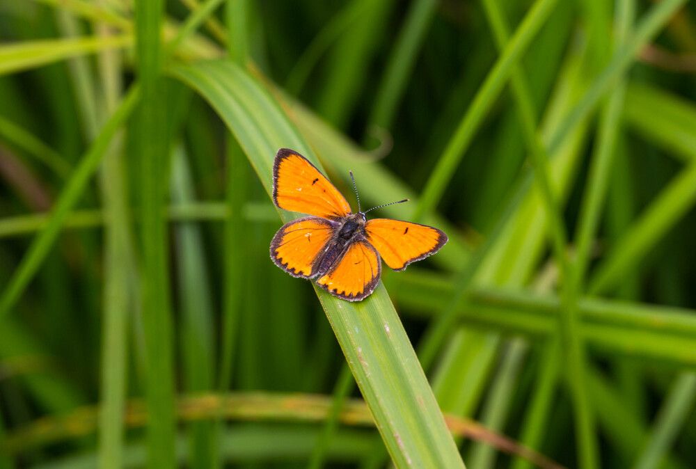 Photograph by Михаил Бояркин