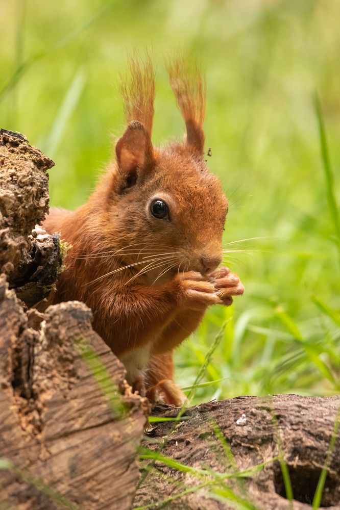 Photograph by Silvia Koopmans