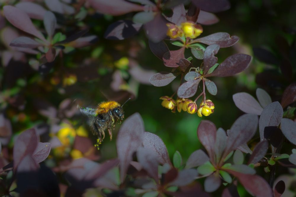 Шмель и барбарис