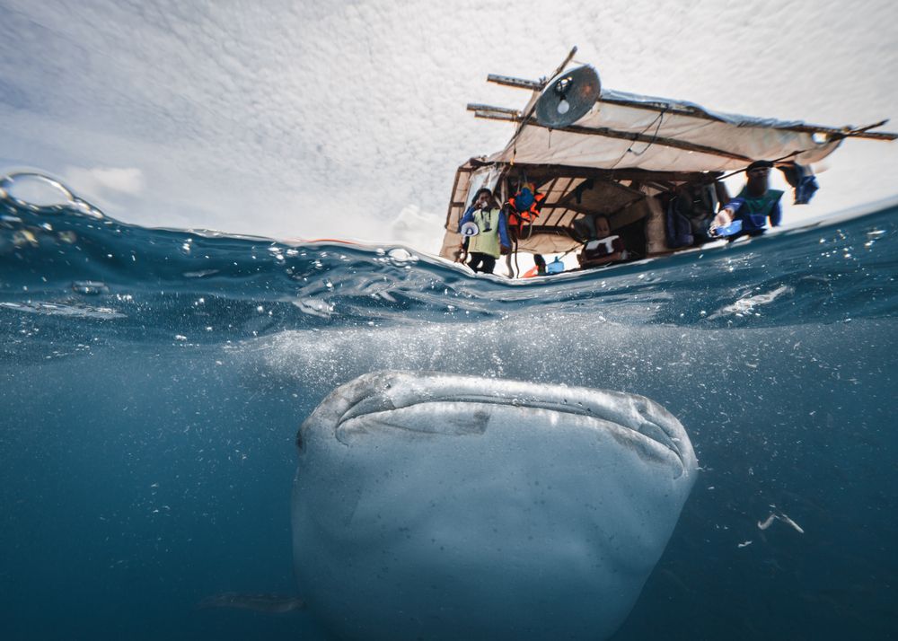 Whale shark tourism