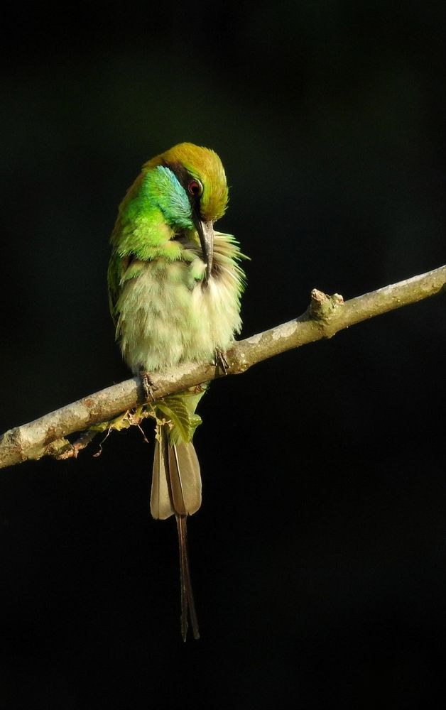 Photograph by Aviraj Sarkar