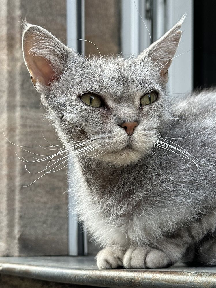 Фотография автора Swetlana Brenitsch