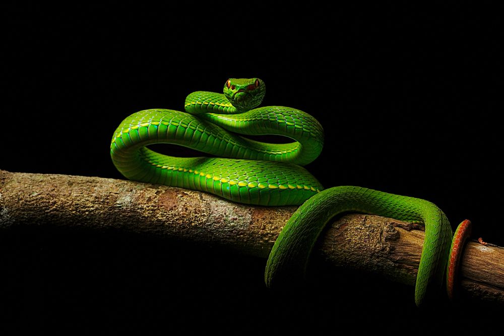 Photograph by Thien Nguyen Ngoc