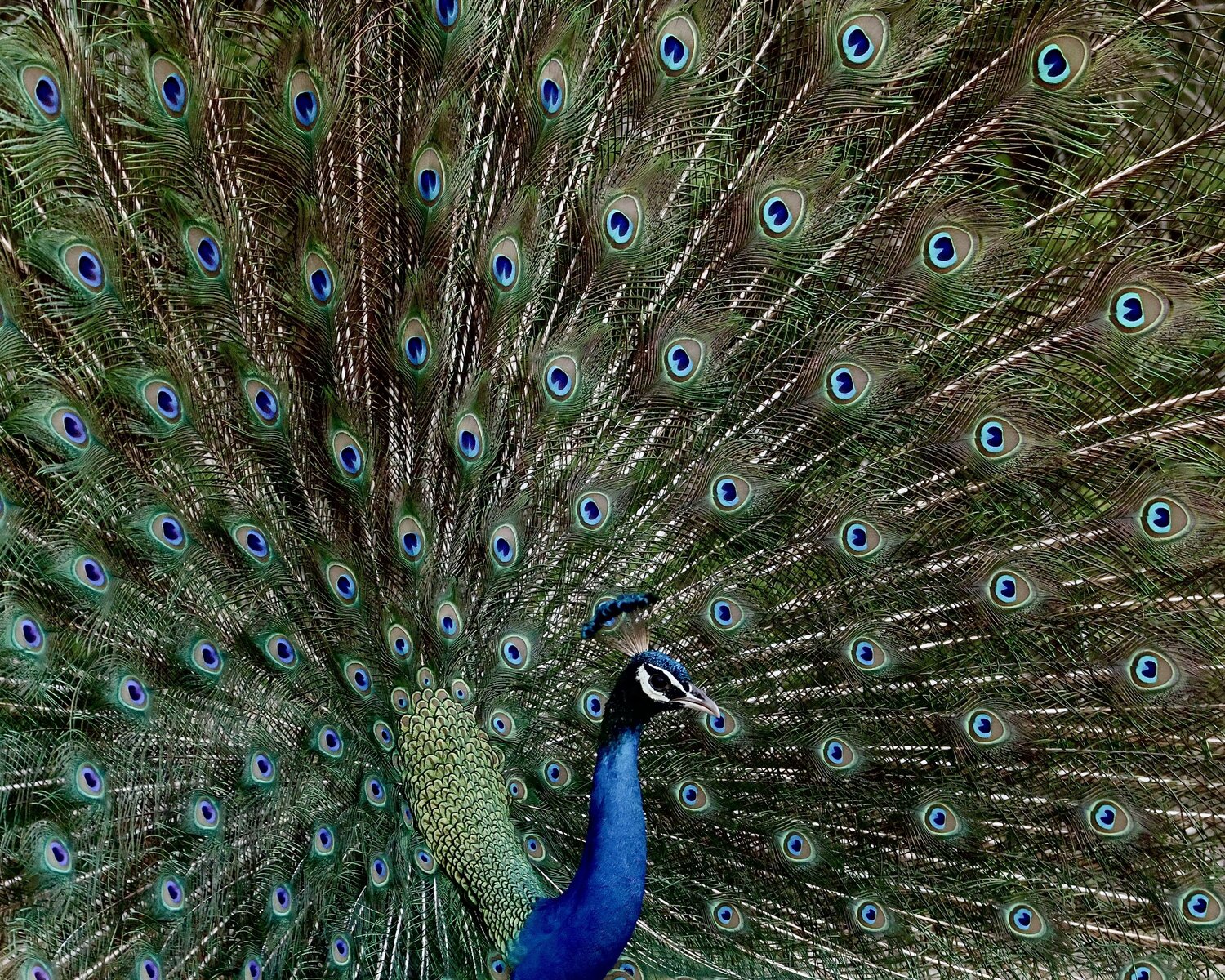 Peacock