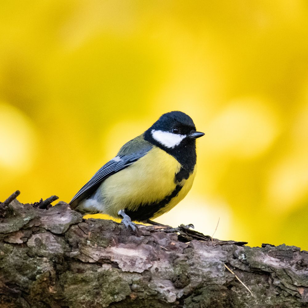Photograph by Вадим Брыль