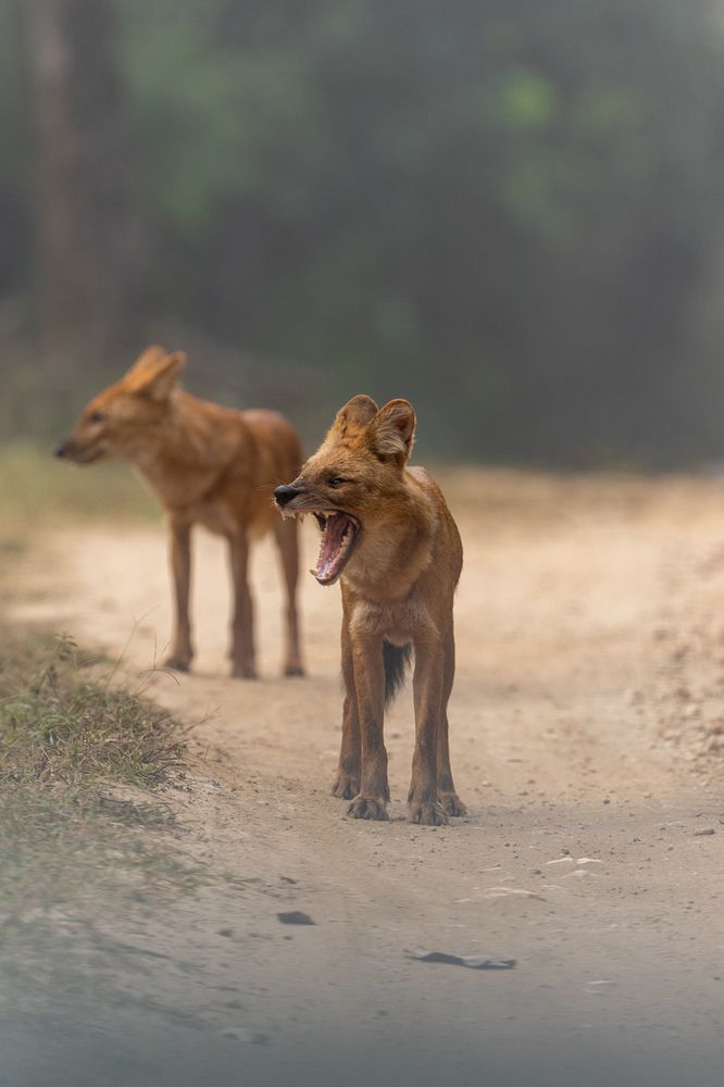 Photograph by Amol Manohar