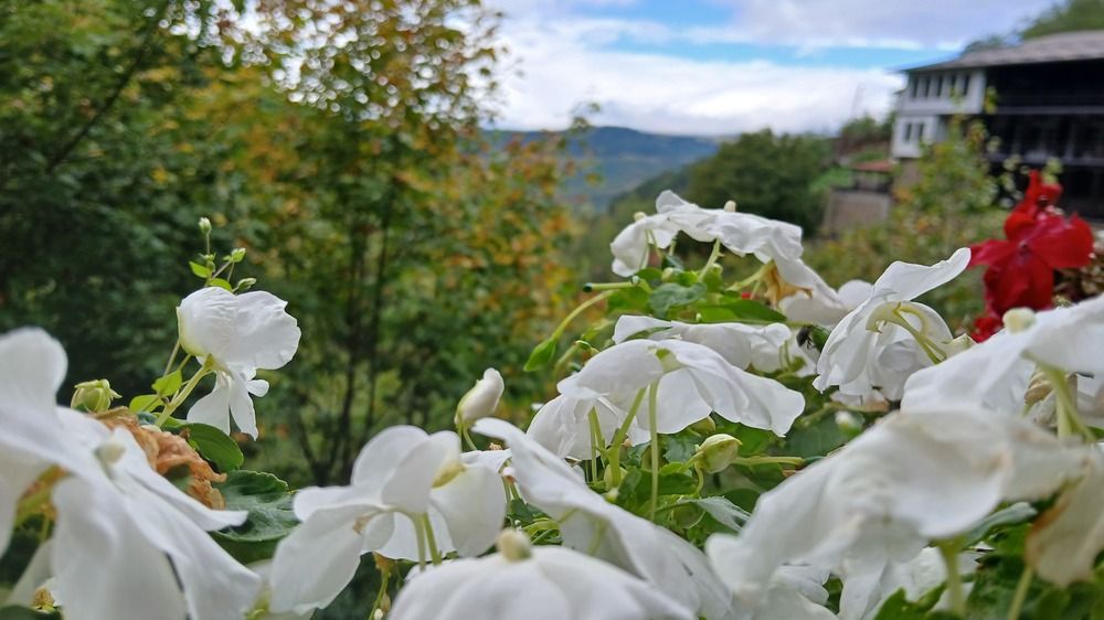 Photograph by Bojan Nikolovski