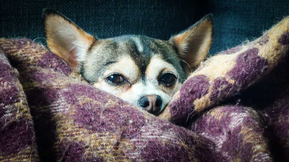 Фотография автора Elena Ku