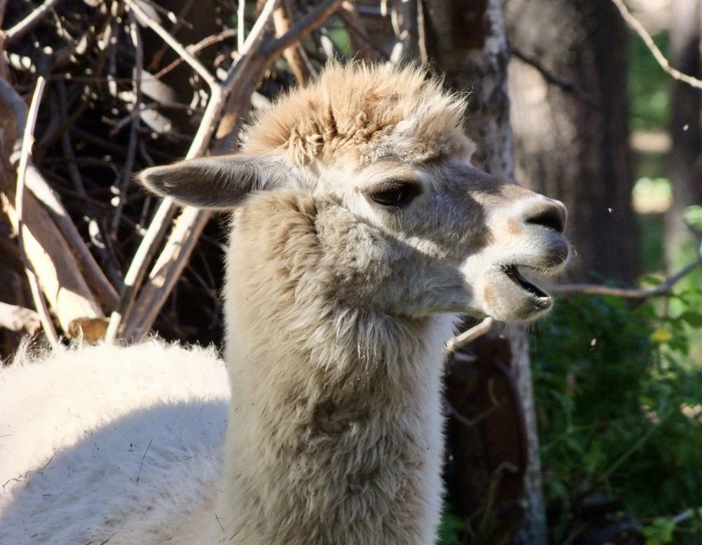 Photograph by Татьяна Шитлина