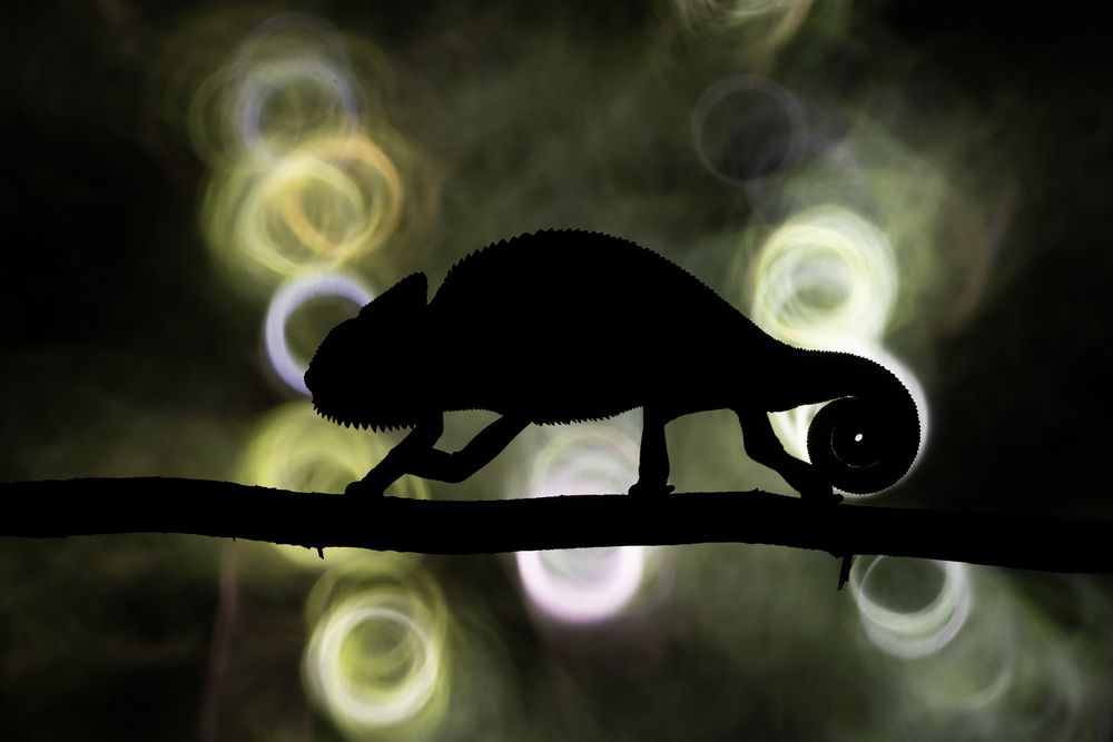 Photograph by Kapil bhagwat