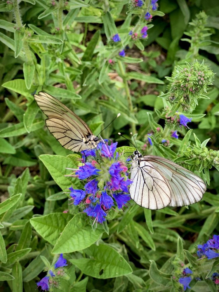 Бабочки на цветке