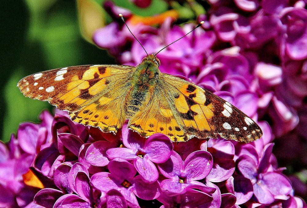 Photograph by Виталий Симоненков