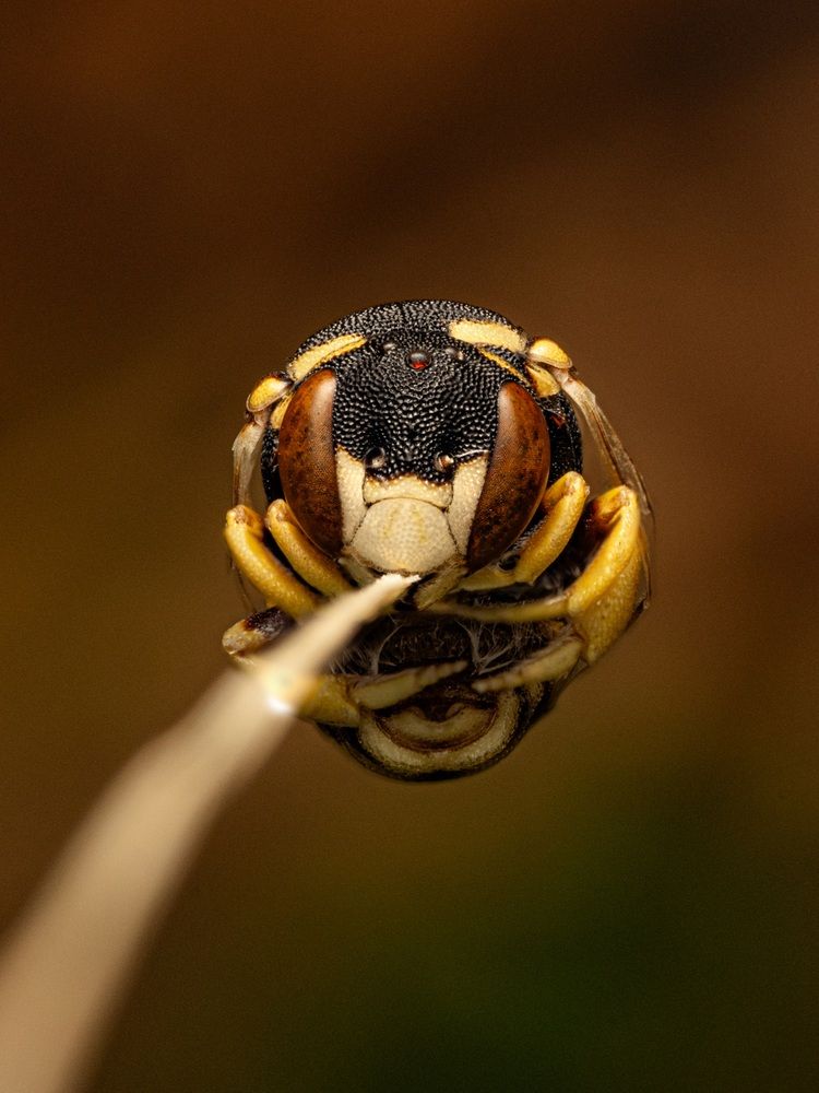 Photograph by Xavier