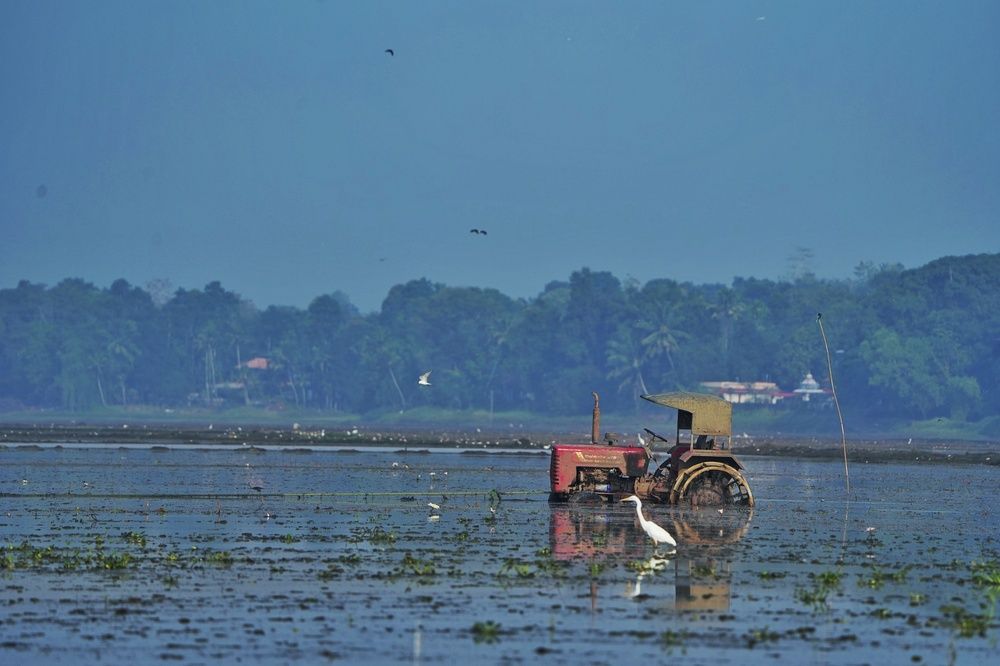 Amidst the paddy fields