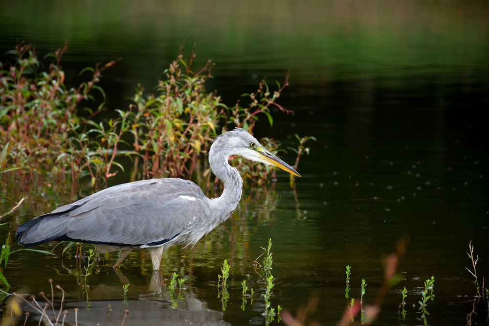 Подсмотренная рыбалка