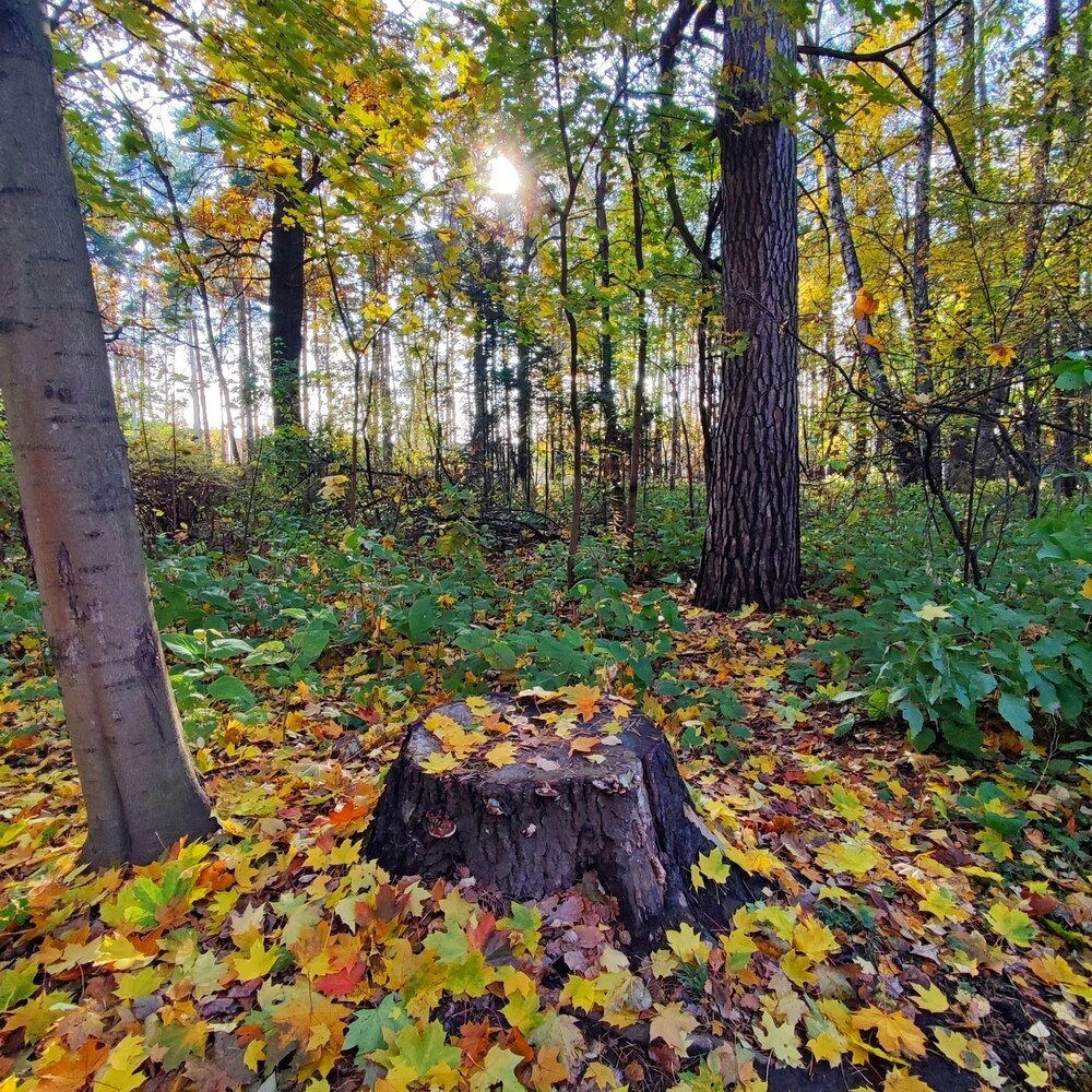 Photograph by Елена Казарина