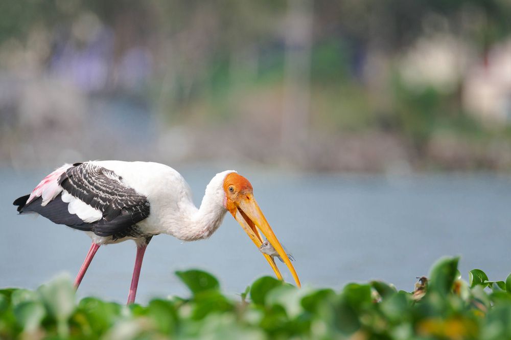 Фотография автора Naveen Viswanath