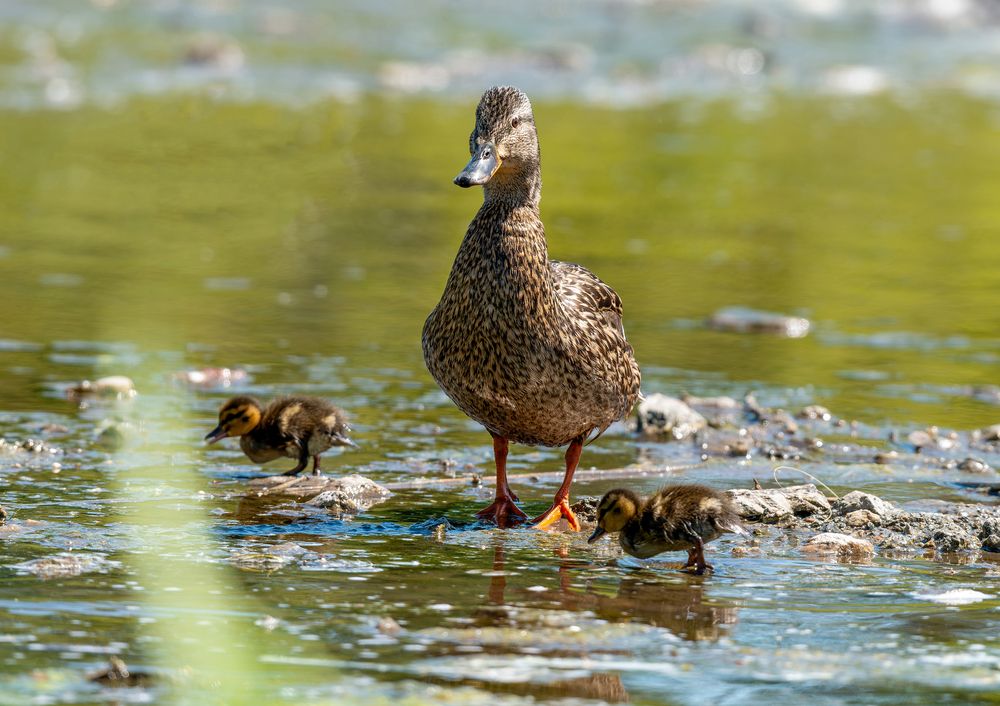 Фотография автора Иван Сыч
