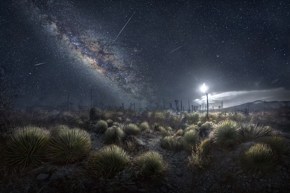 Moonlit Agaves and Perseids