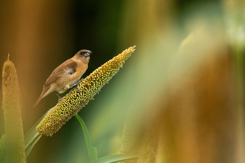 Фотография автора Pallab Ghosh