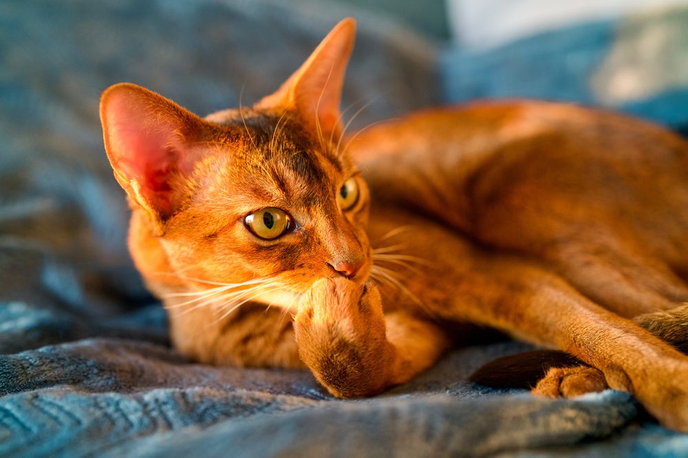 Фотография автора Viktoriya Kim