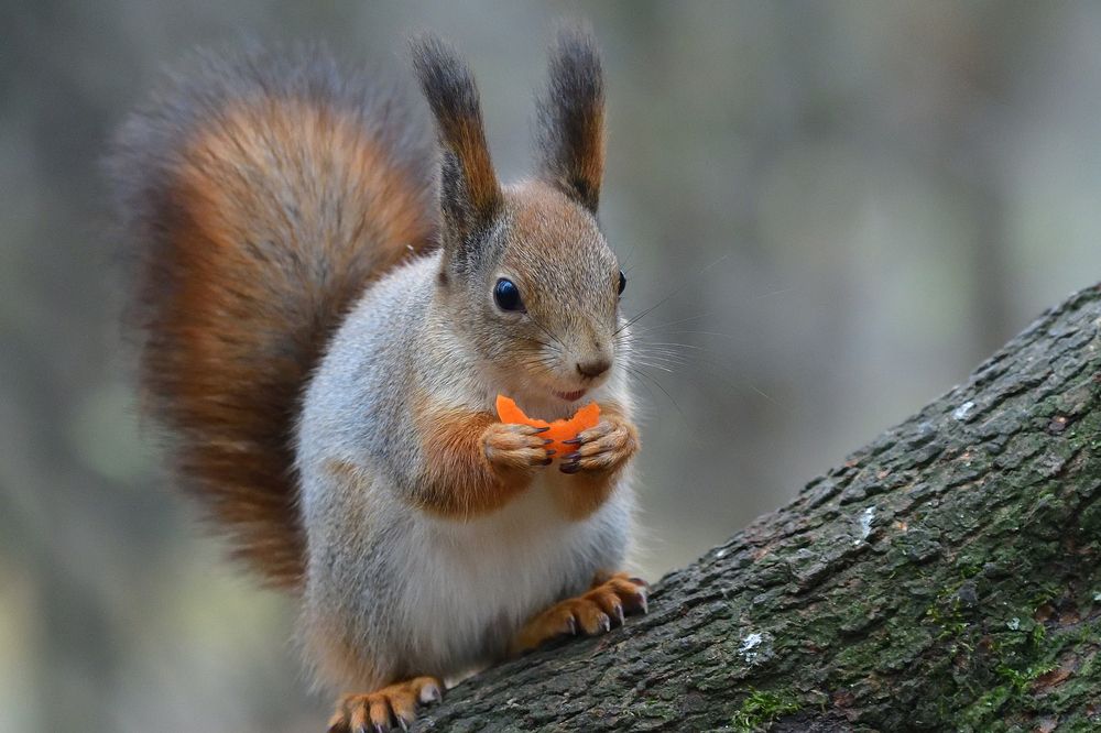 Photograph by Игорь Корнейчук