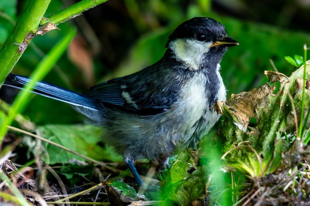 Фотография автора Иван Сыч