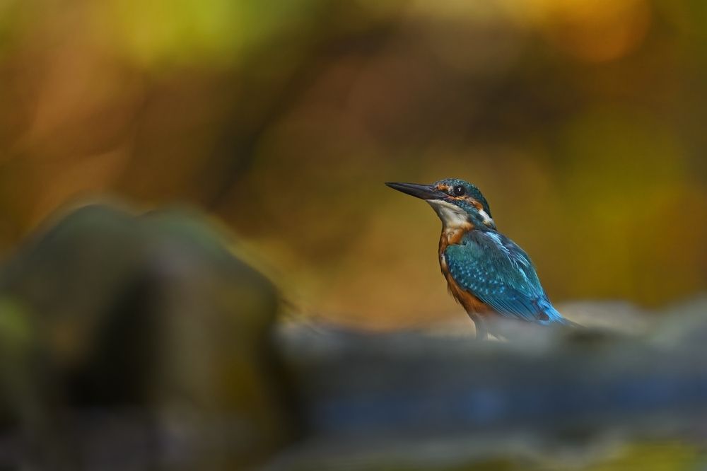 Kingfisher