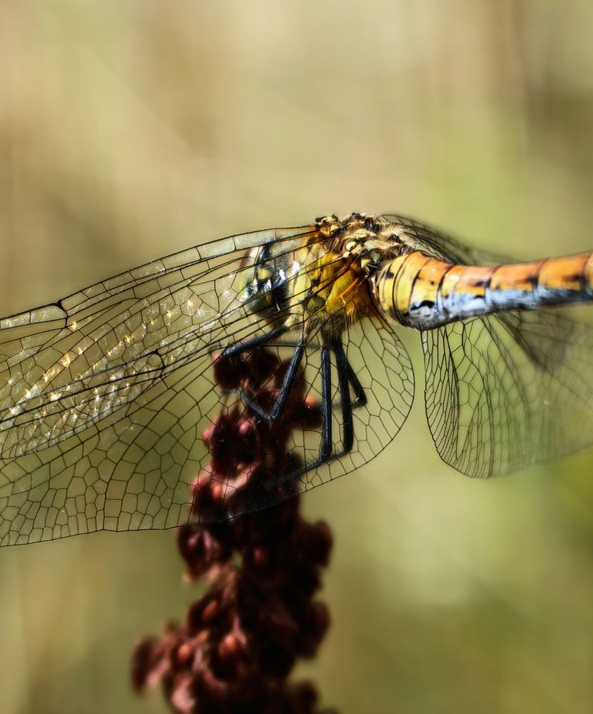 Photograph by Кристина Феминова