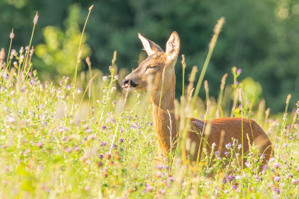 Портреты в траве