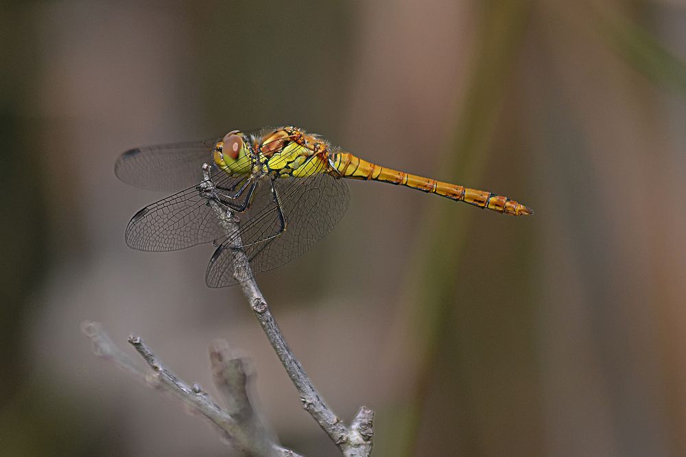 Photograph by Jacky Weckx