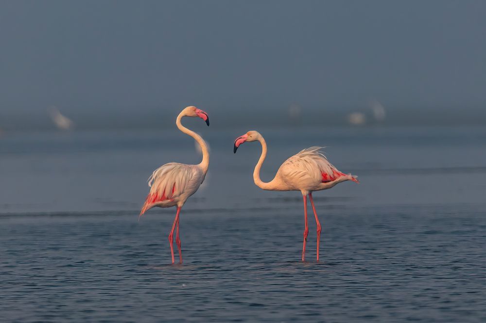 Photograph by Zinda Shaik Mohideen M