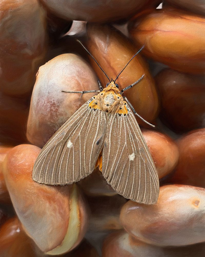 Asota caricae — тропическая тигровая моль