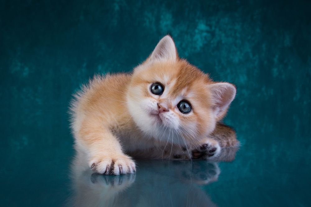 Cattery cat "Nostalgie Beauty"