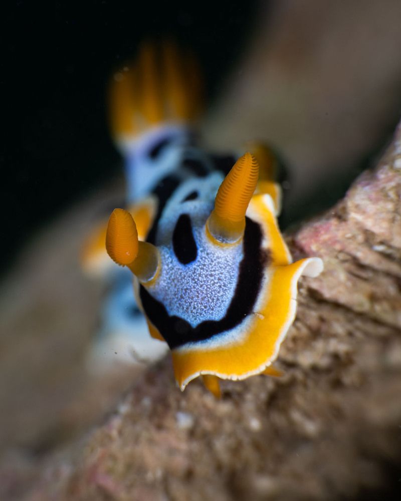 Chromodoris annae