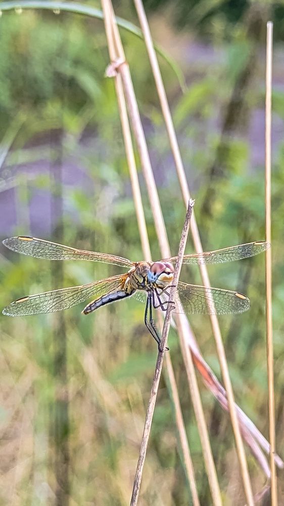 Photograph by Ирина Usanova