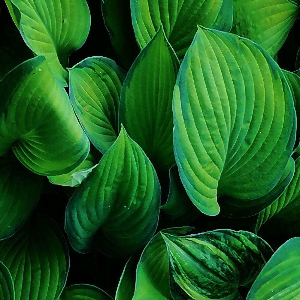 Цвет настроения- зелёный