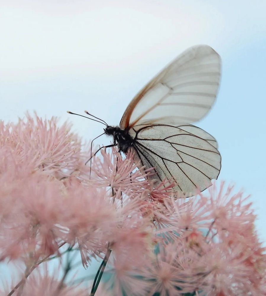 Розовые мечты.....