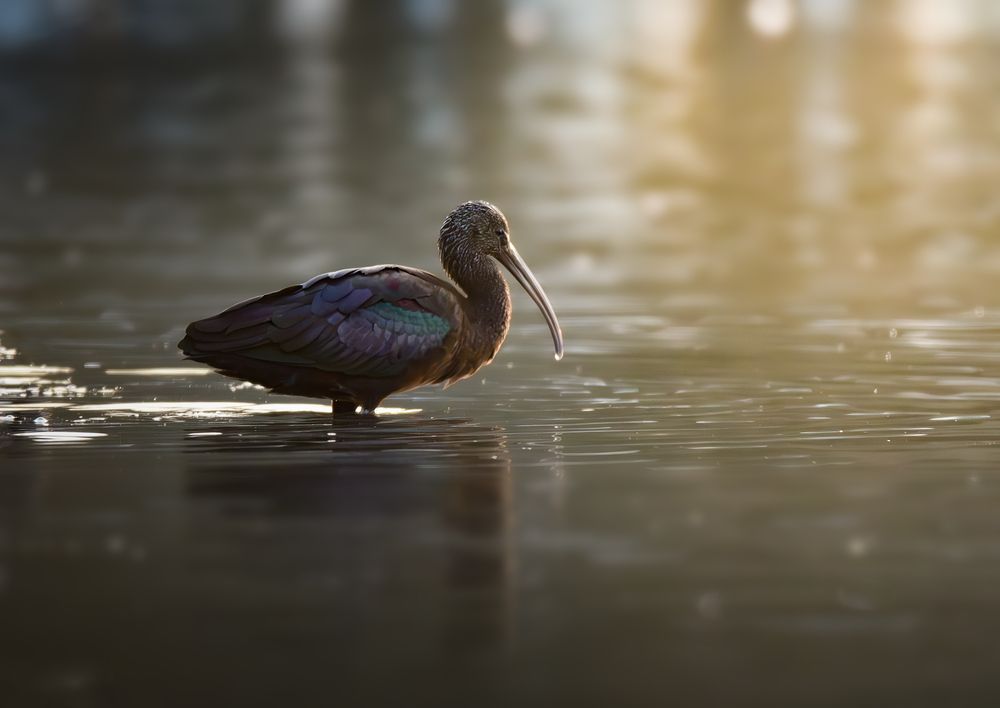 Photograph by Dino Sirica