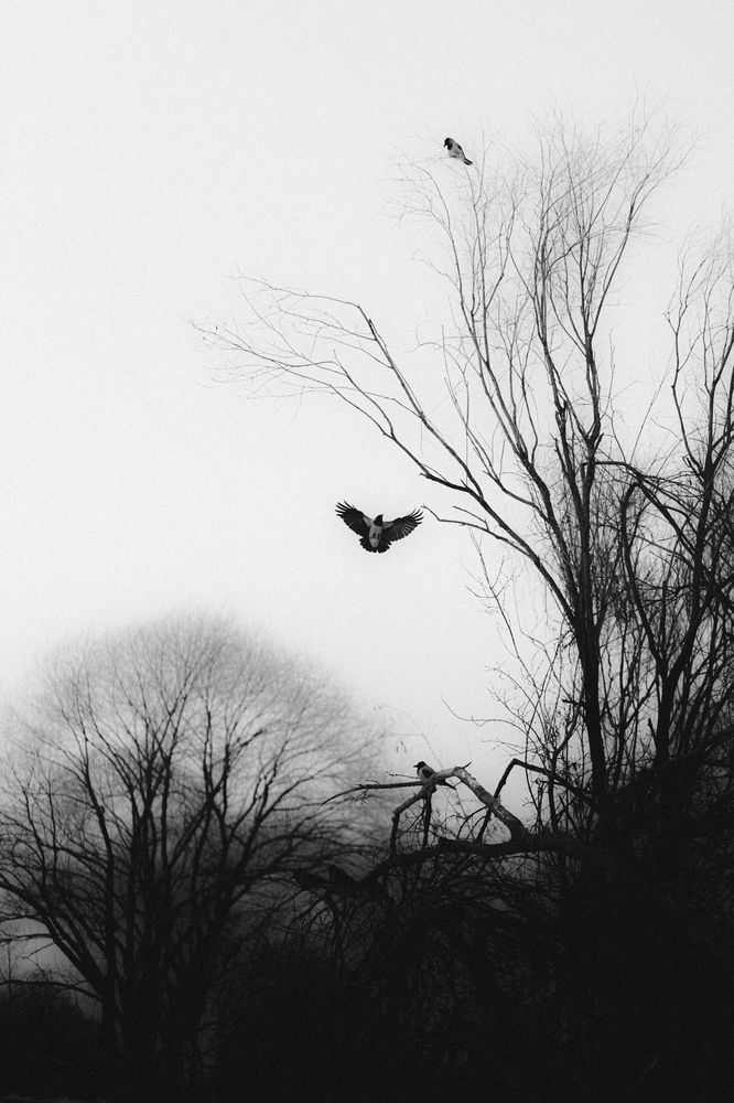 Photograph by Олеся Лесная