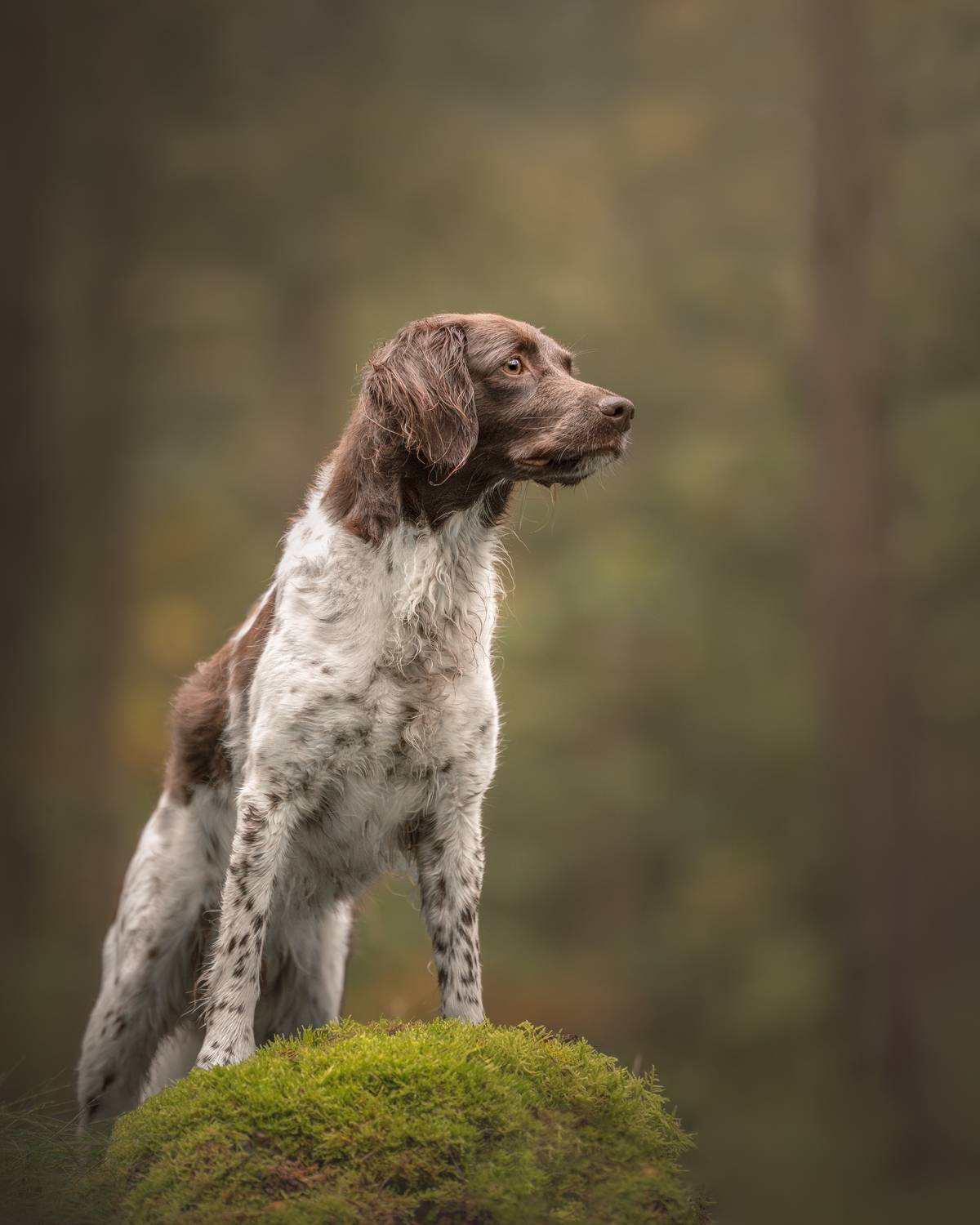 Guardian of the Forest