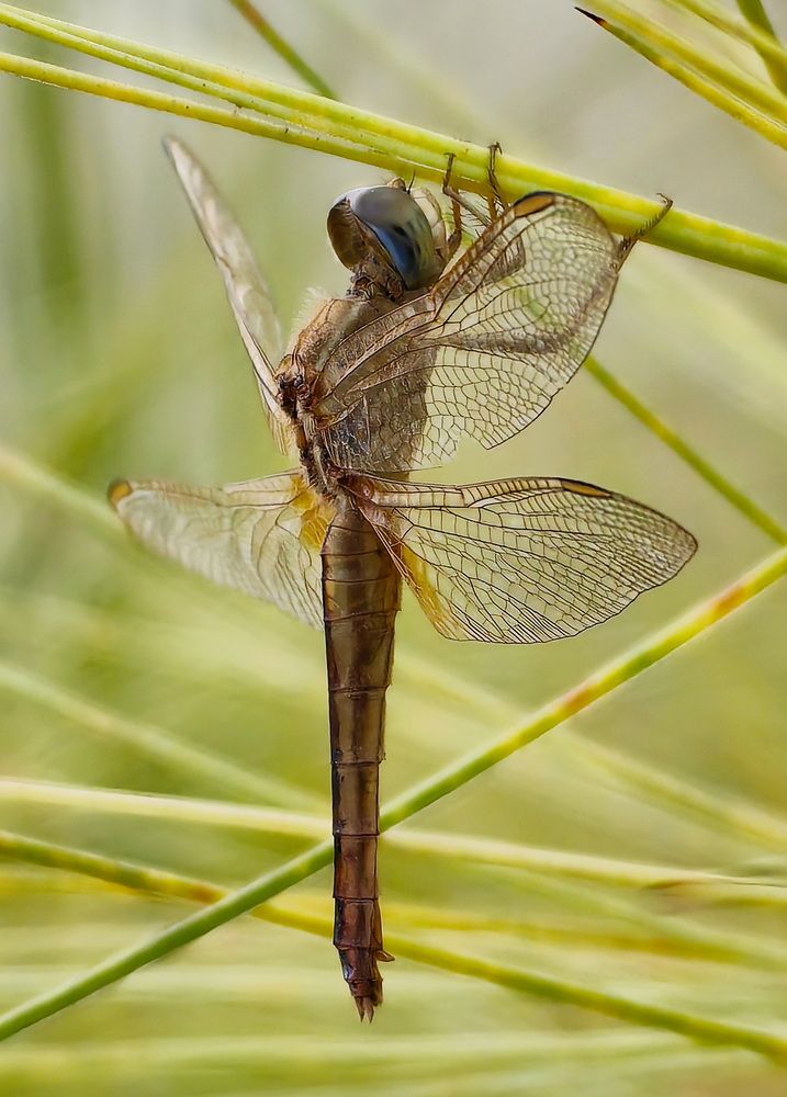 Photograph by Кристина Феминова