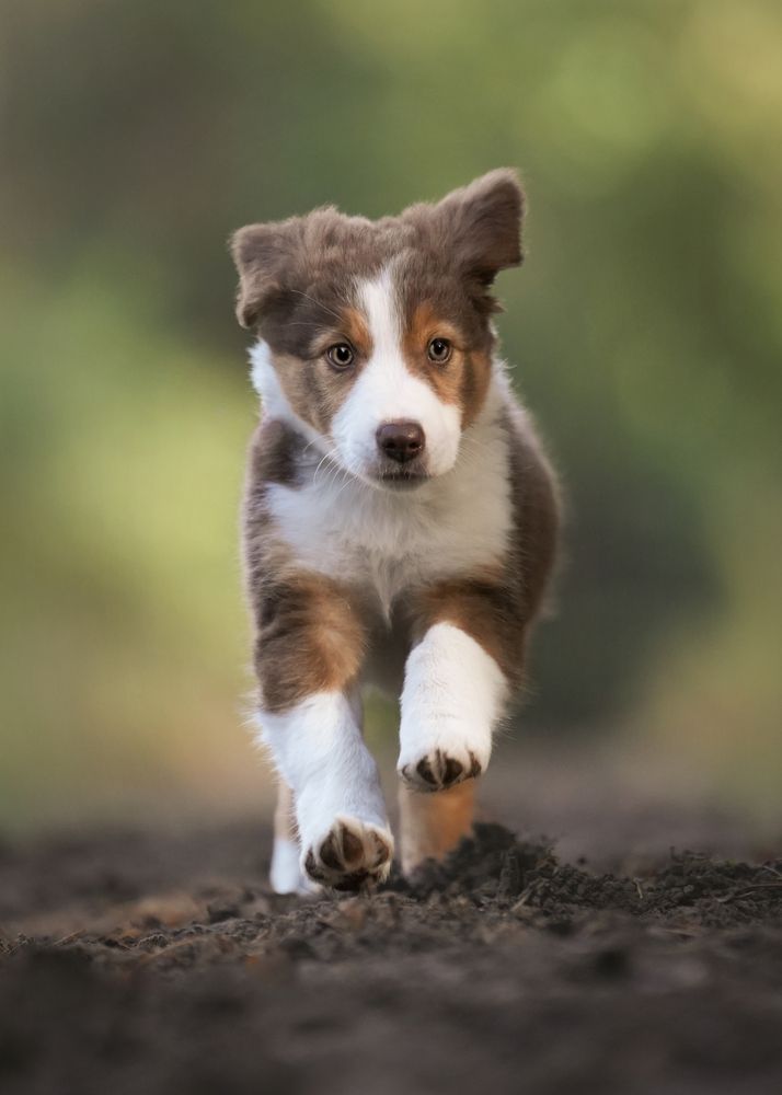 Puppy on the run