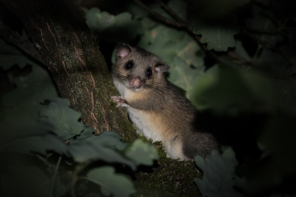 Photograph by Dino Sirica