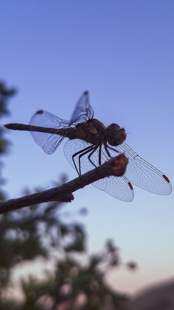 Photograph by Arina Vakili AV