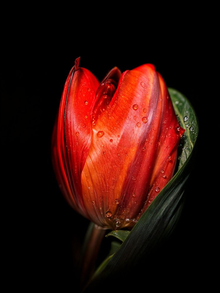 Red tulip