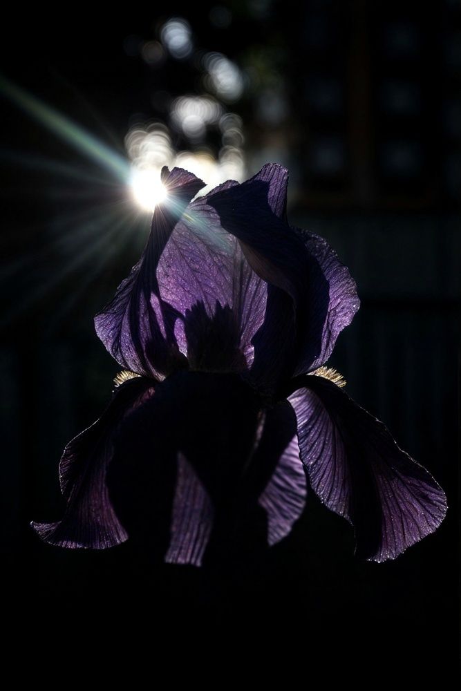 Purple.