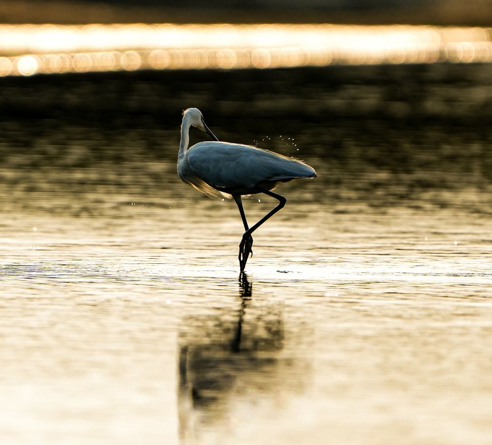 In the golden hour
